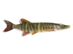 Savage Gear 4D Line Thru Pike 25cm 110g SS -Visuitrusting Winkel 4d line thru striped pike