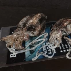Frozen Cuttlefish