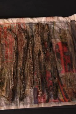 Welsh Black Lug X 10